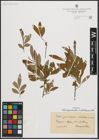 Foto von Salix appendiculata Vill. x Salix waldsteiniana Willd.